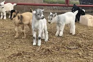 Fredericksburg Baby Goat Cuddling and Wine Tour 30 min thumbnail 6