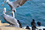 La Jolla Self-Guided Audio Walking Tour thumbnail 4