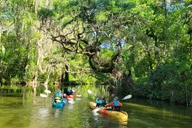Tavares Wildlife Kayak Tour on Dora Canal thumbnail 3
