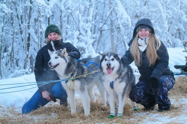 Fairbanks Dog Sledding with Free Photo 90 min - Image 2