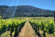 Napa Valley Wine Tour with Local Sommelière thumbnail 3
