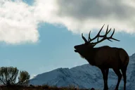 Yellowstone Old Faithful and Wildlife Tour thumbnail 1
