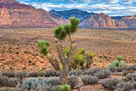 Las Vegas Red Rock Canyon and Seven Magic Mountains Tour thumbnail 6