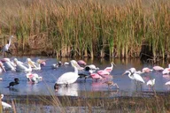 Miami Everglades Airboat Tour 4 hr thumbnail 4