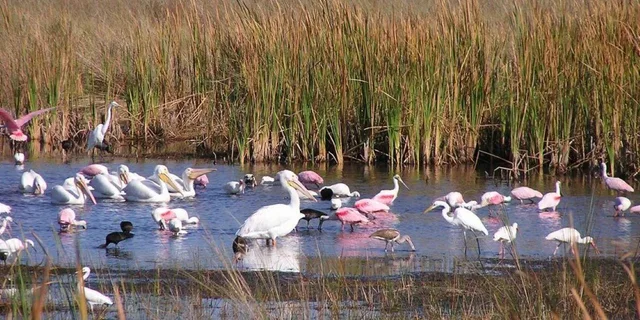 Miami Everglades Airboat Tour 4 hr - Image 4