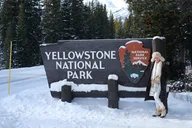 Yellowstone Wildlife Photo Safari thumbnail 3