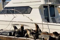 Marina del Rey Dinner Cruise thumbnail 6