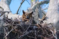 Winter Haven Historical Wildlife Tour thumbnail 3