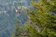 Yellowstone Naturalist Day Hike thumbnail 4