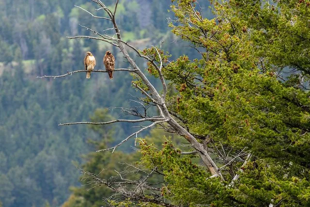 Yellowstone Naturalist Day Hike - Image 4