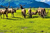 Anchorage Wildlife Conservation Center Admission thumbnail 4