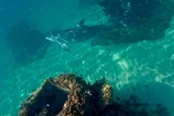 Fort Lauderdale Snorkel, Kayak & SUP Adventure thumbnail 6