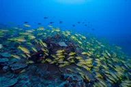 Honolulu Scuba Diving Two Shallow Reefs 3 hr thumbnail 3