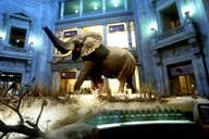 Washington DC Natural History Museum Guided Tour thumbnail 1