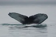 Juneau Whale Watching Tour thumbnail 3