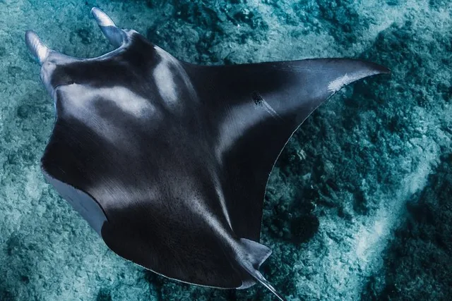 Kona Ocean Safari - Image 6