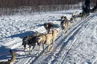 Fairbanks Dog Mushing School 2 hr thumbnail 5
