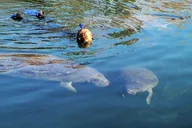 Crystal River Manatee Snorkel Tour thumbnail 1