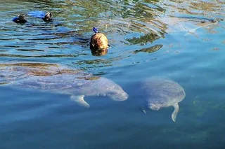 Crystal River Manatee Snorkel Tour