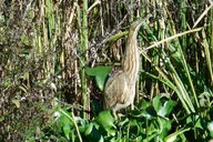 Waccamaw River Nature and Wildlife Tour thumbnail 5