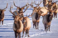 Jackson 4-Day Grand Teton & Yellowstone Winter Tour thumbnail 6