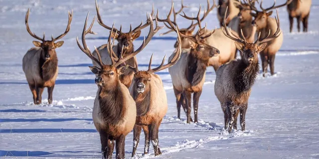 Jackson 4-Day Grand Teton & Yellowstone Winter Tour - Image 6