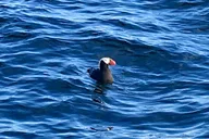Sitka Marine Life & Seabirds Charter Tour thumbnail 6