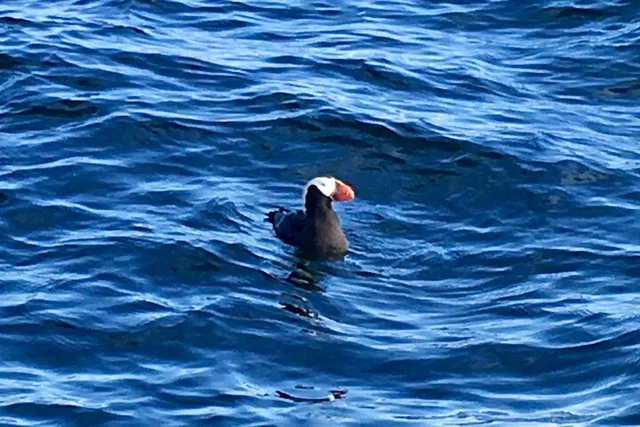 Sitka Marine Life & Seabirds Charter Tour - Image 6