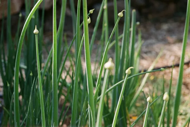 Napa Valley Farm Workshop - Image 6