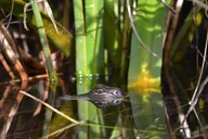 Everglades Kayak Safari Through Mangrove Tunnels thumbnail 3