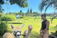 Maui Alpaca Tour on the Road to Hana thumbnail 3