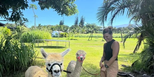 Maui Alpaca Tour on the Road to Hana - Image 3