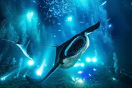 Kailua-Kona Manta Ray Night Snorkel thumbnail 2