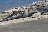 Miami Everglades National Park Kayaking and Hiking Tour thumbnail 3