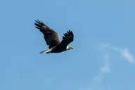 Crystal River Wildlife Safari Boat Cruise thumbnail 5
