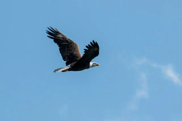 Crystal River Wildlife Safari Boat Cruise - Image 5