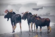 Yellowstone Winter Wildlife Safari thumbnail 1