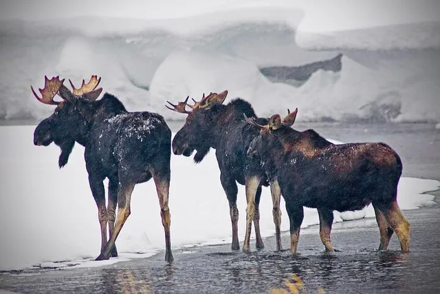 Yellowstone Winter Wildlife Safari - Image 1