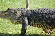 Miami Everglades and Hop-on Hop-off Tour thumbnail 4
