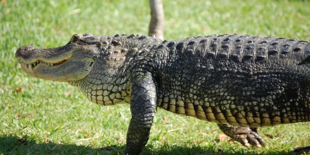 Miami Everglades and Hop-on Hop-off Tour - Image 4