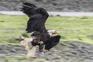 Juneau Private Bear Viewing Tour thumbnail 6