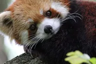 Cincinnati Zoo Admission Ticket thumbnail 2