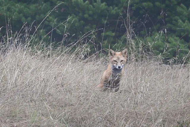 San Juan Islands Wildlife and Coast Tour - Image 4