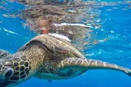 Kaanapali West Maui Snorkeling Tour with Drinks thumbnail 5