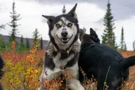 Denali Tundra Walk with Sled Dogs 1 hr thumbnail 1