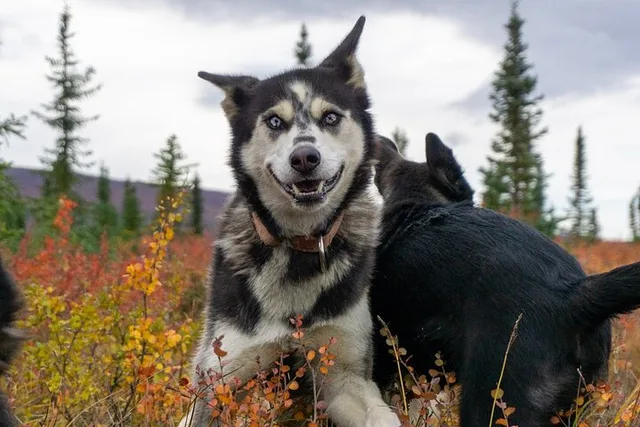 Denali Tundra Walk with Sled Dogs 1 hr - Image 1