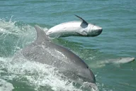 Madeira Beach Dolphin Sightseeing Cruise 1 hr thumbnail 6