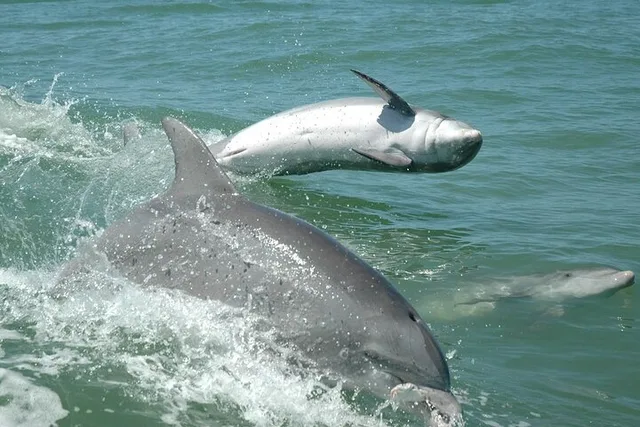 Madeira Beach Dolphin Sightseeing Cruise 1 hr - Image 6