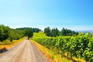 Portland Willamette Valley Wine Tour 8 hr thumbnail 1