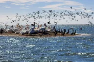 Miami Everglades Tour with Boat Trip and Hikes thumbnail 3